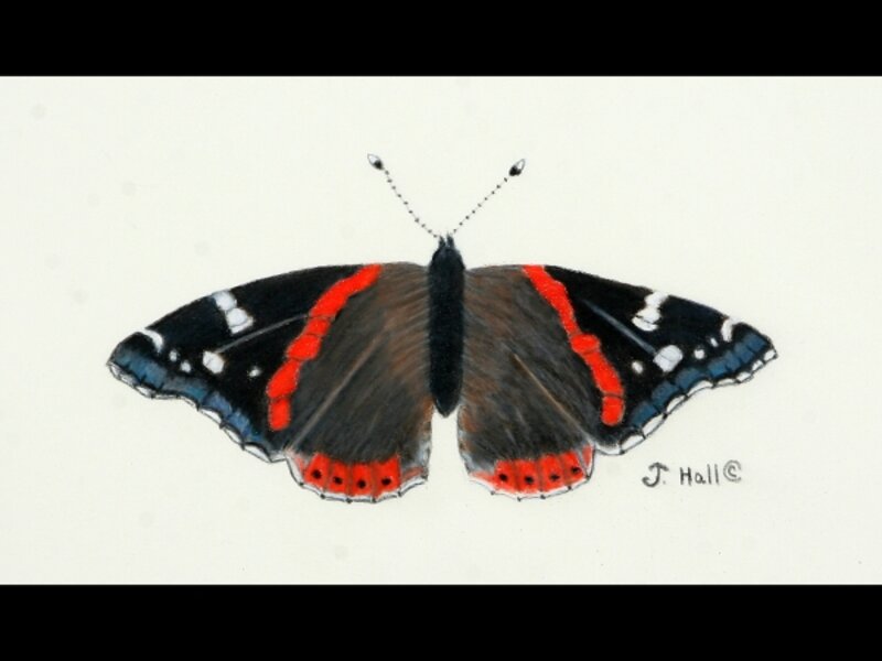Red Admiral Butterfly