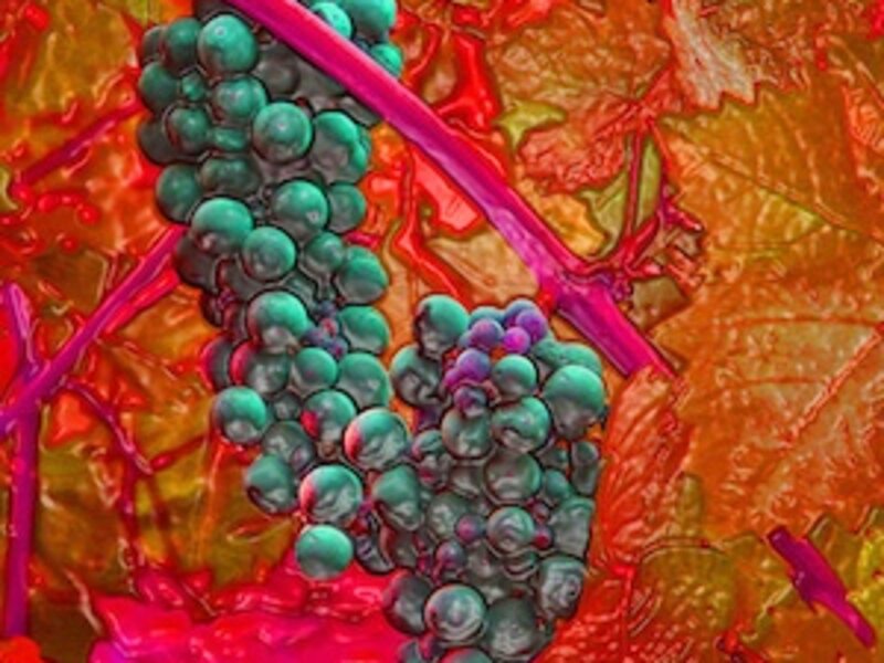 Red Grapes