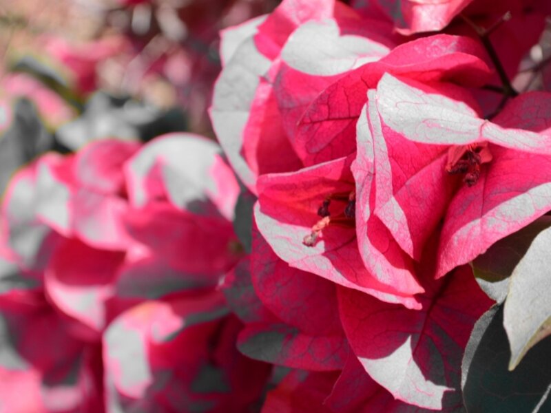 Redbush