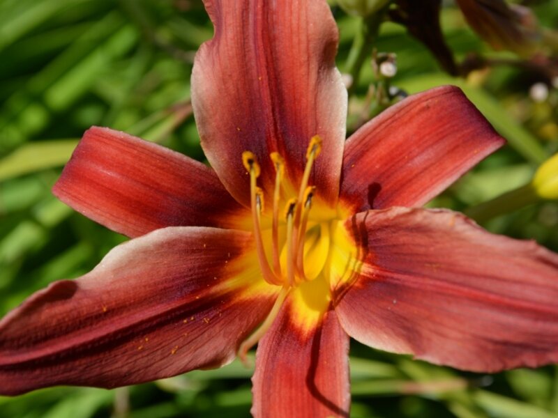 Red and Yellow Star