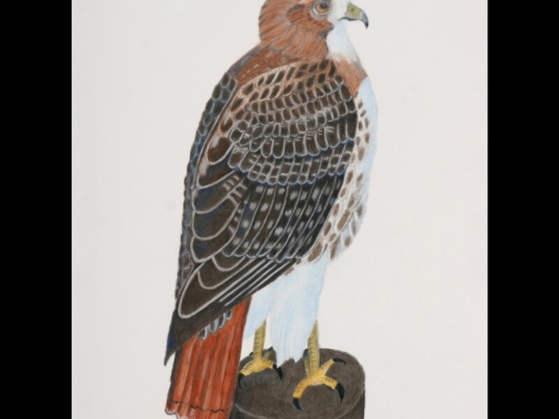 Red Tailed Hawk