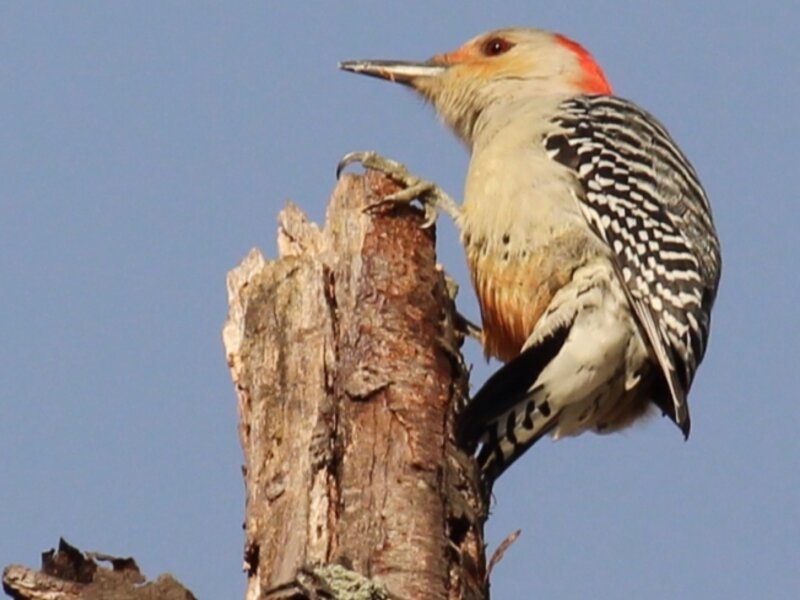 Red Bellied Woodpecker