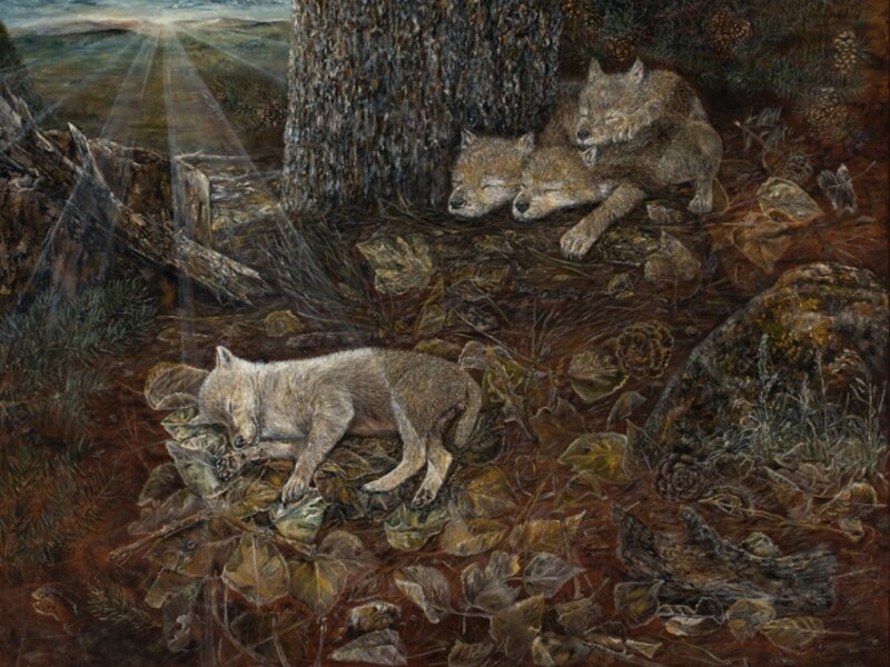 Sleeping Little Lone Wolf, baby wolf