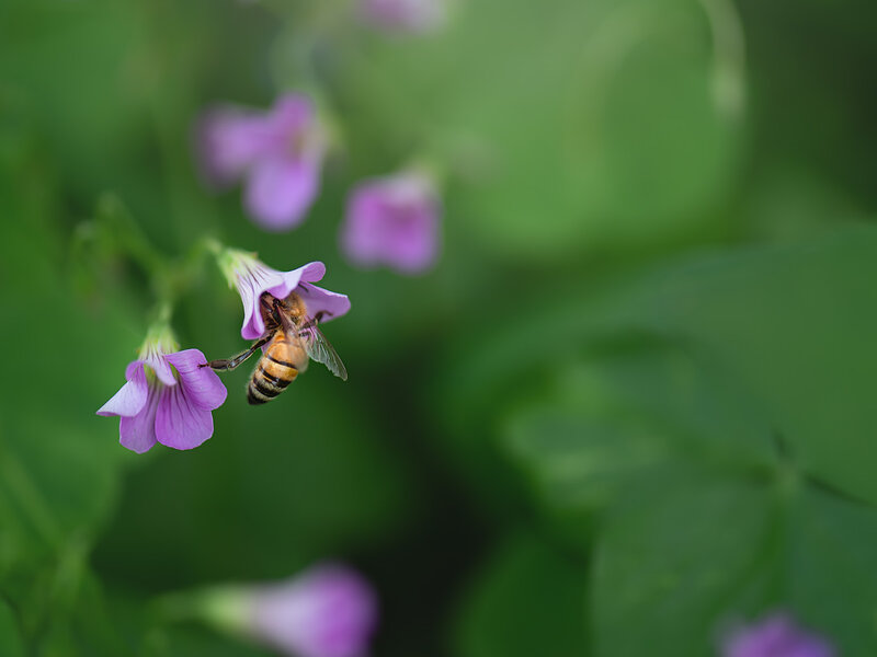 A Kiss from the Garden