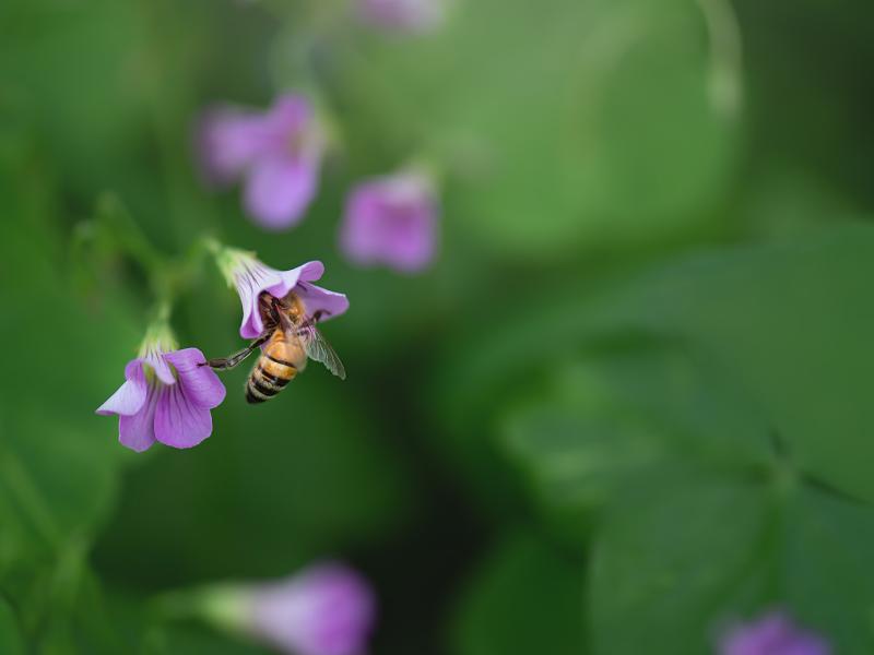 A Kiss from the Garden