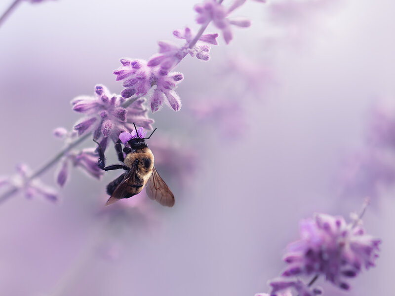Whispers on lavender air