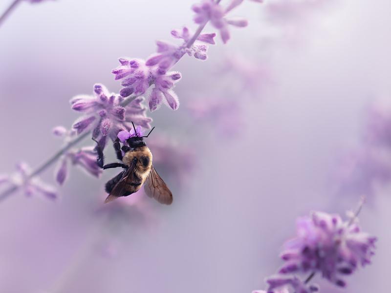 Whispers on lavender air