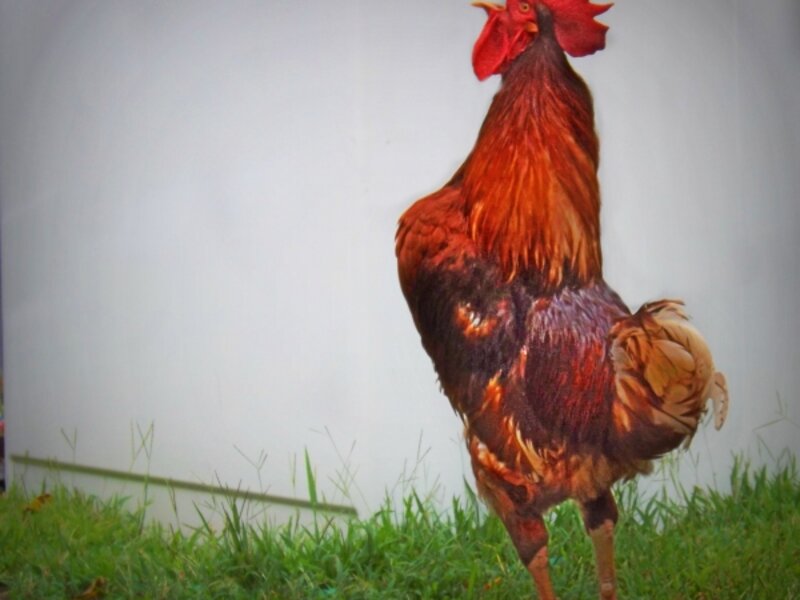 Rhode Island Red