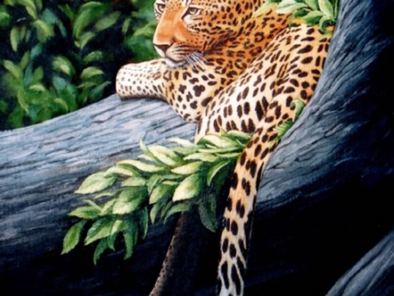 Leopard