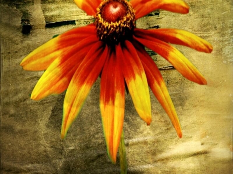 Coneflower