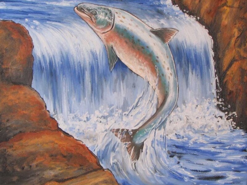 Salmon