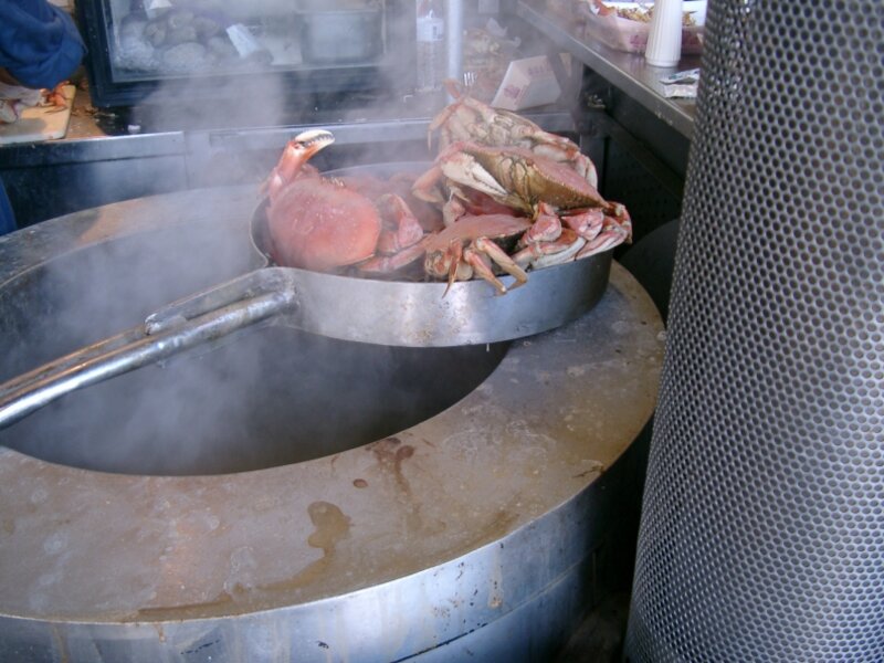 fresh dungi crab on the bay