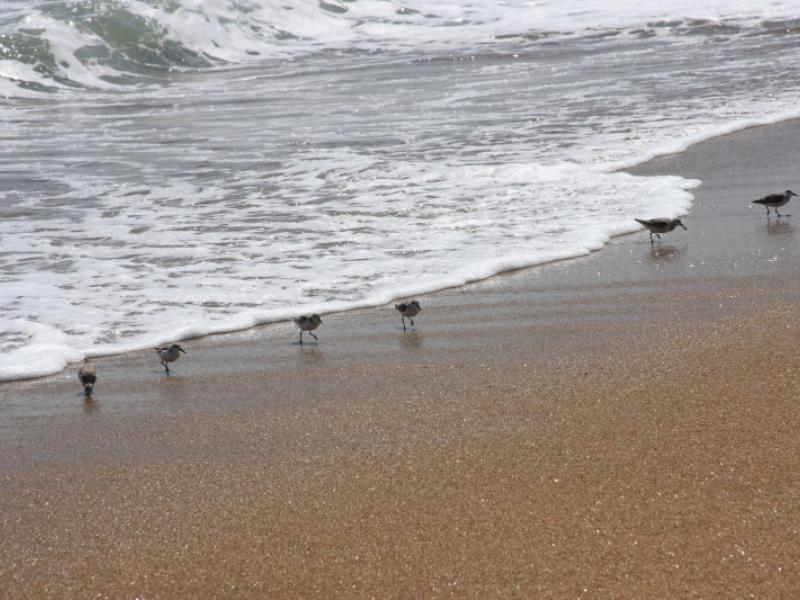 Sandpipers in a row