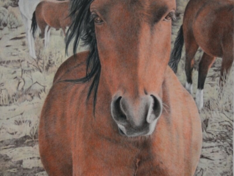 nevada mustangs