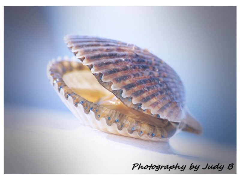 Scallop