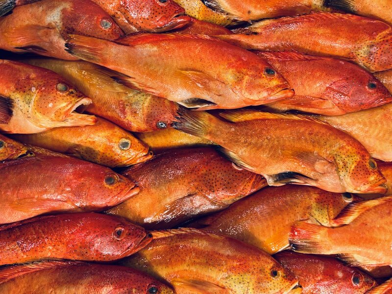 "Cooking School" - Photograph of dead fish, April 11, 2025.