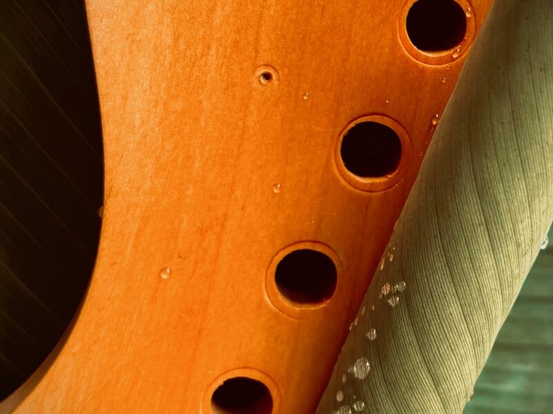 Photograph of guitar neck and plant, June, 2025.