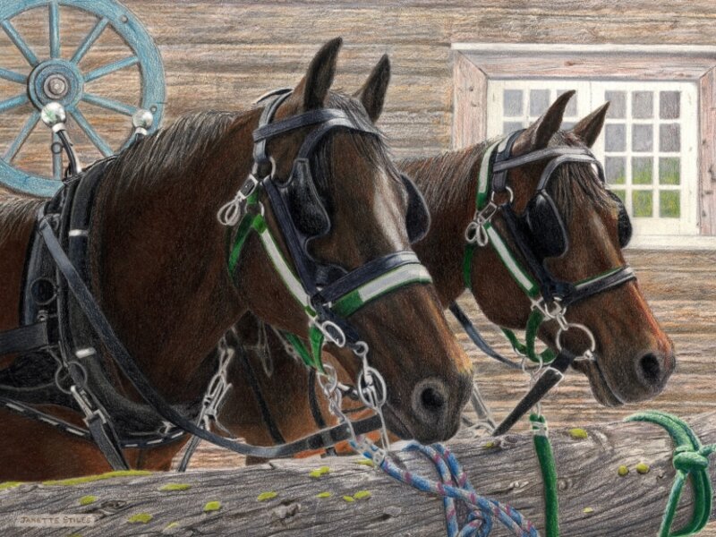 Shyloh and Casey in Harness