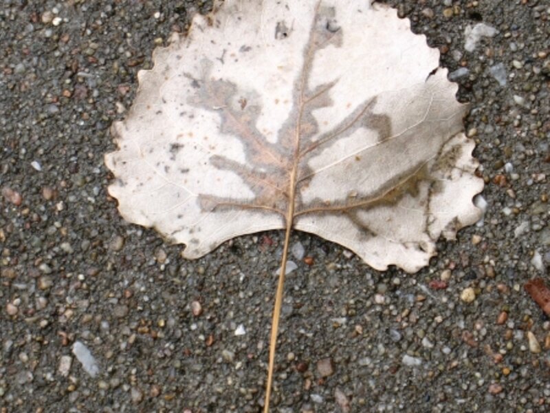 Skeleafton