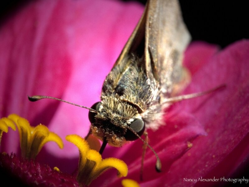 Macro of a Skipper Moth on Zinnia
