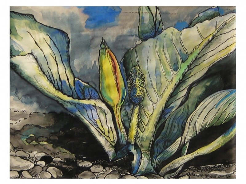 Skunk Cabbage