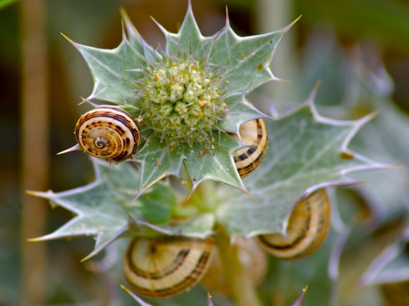 Snails at the beach in Normandy, France