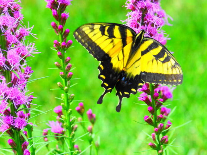 Summer Butterfly