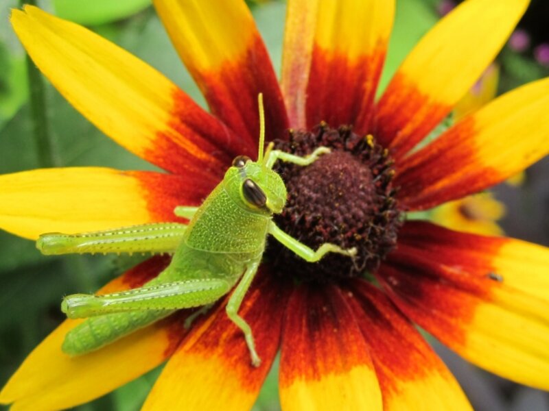 Grasshopper, King of the Blackeyed Susan