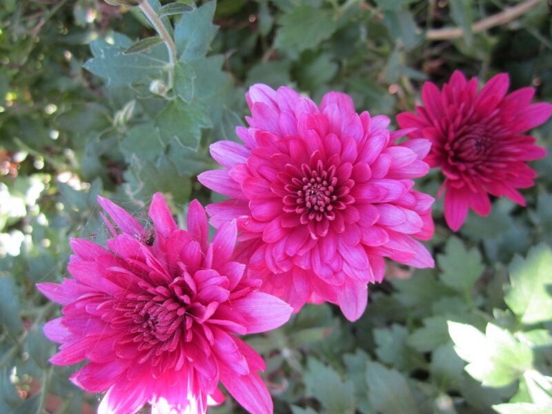 Mums in Bloom