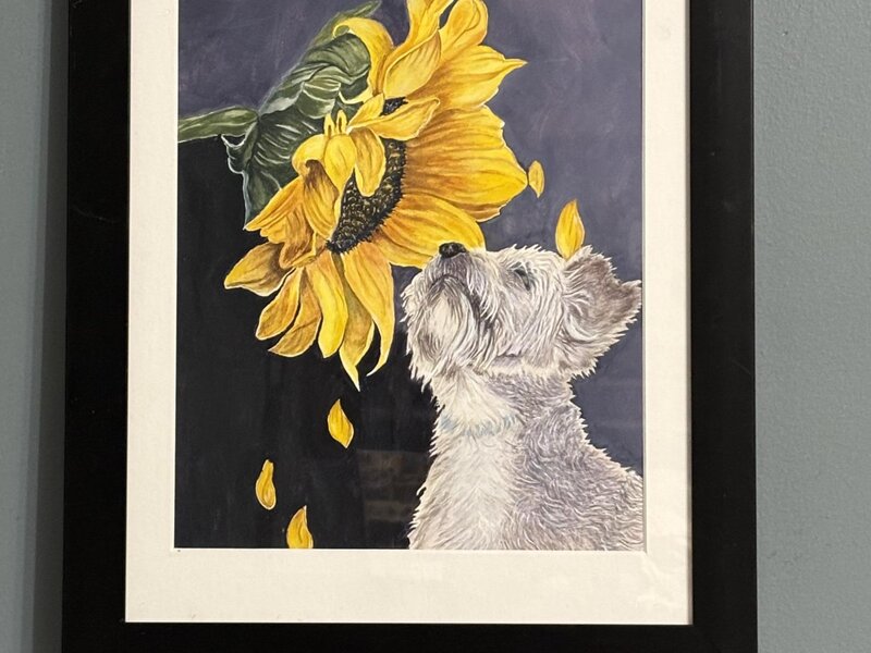 Yorkie with sunflower