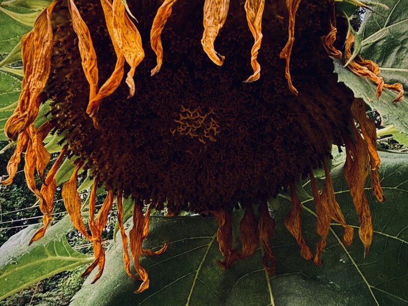 Photo of Sunflower, July 2, 2025.