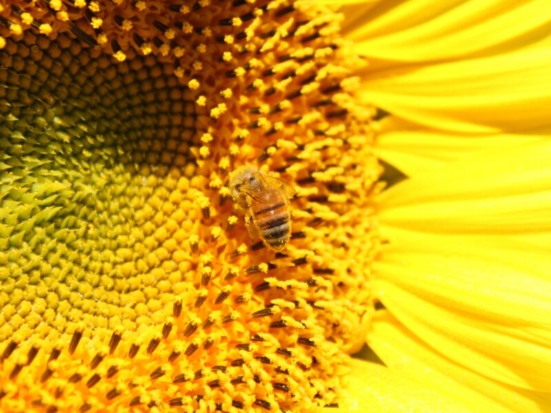 Bzzzzz