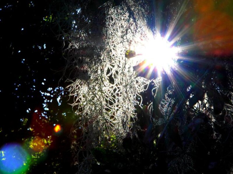 Sunshine and Spanish Moss