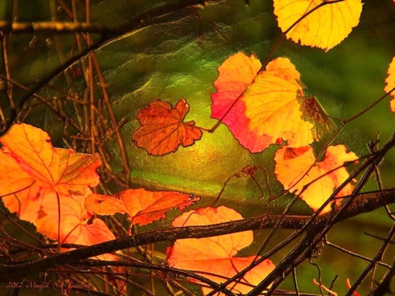 Autumn Vines