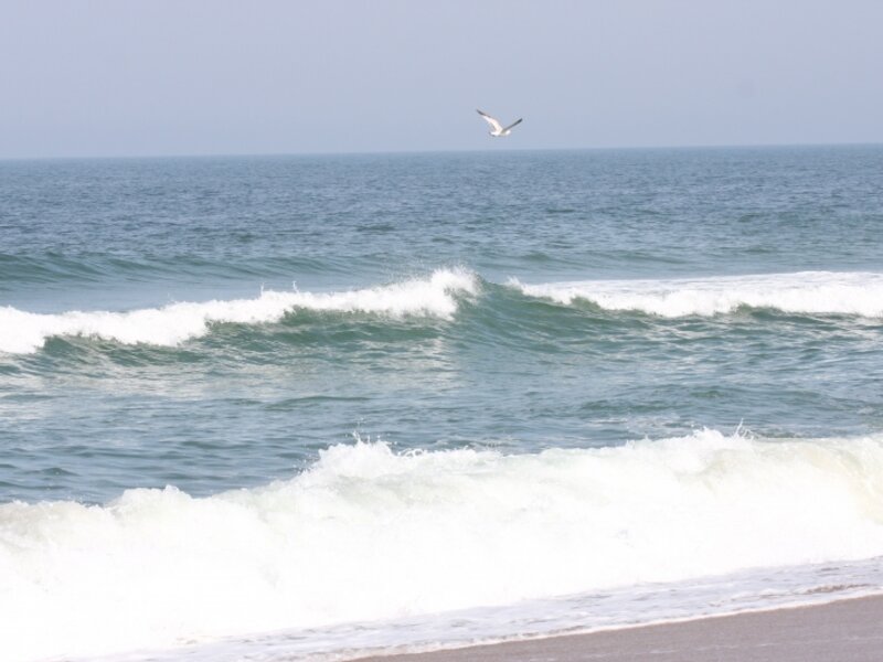 Surfin' Seagull