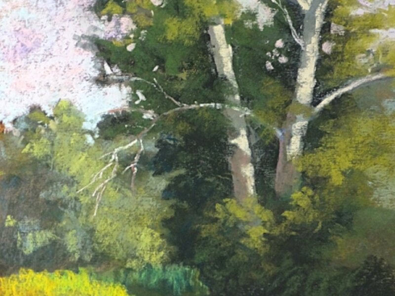 Sycamore on the Carriage Trail