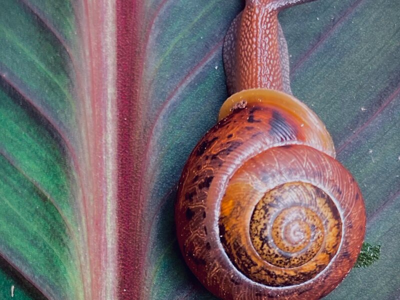 "The Explorers". Photo of snail and Canna lily leaf, June, 2024.