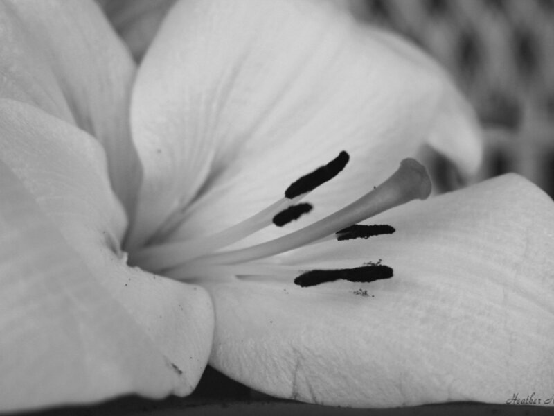The Lilly
