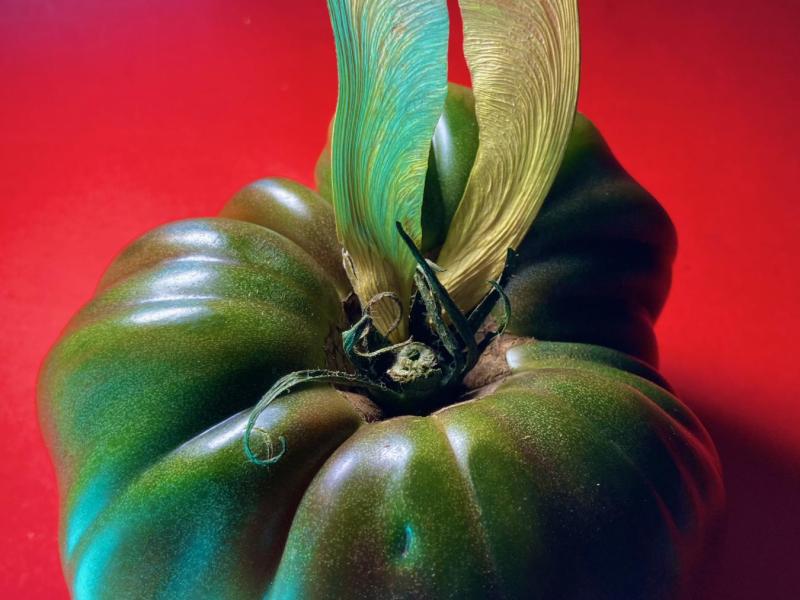 Photo of green tomato with Maple Seedpods. 