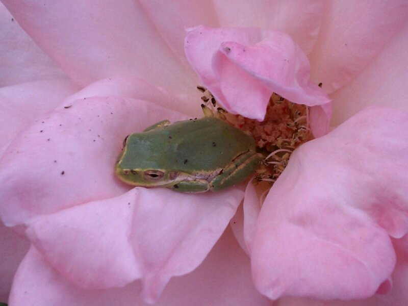 Tree frog