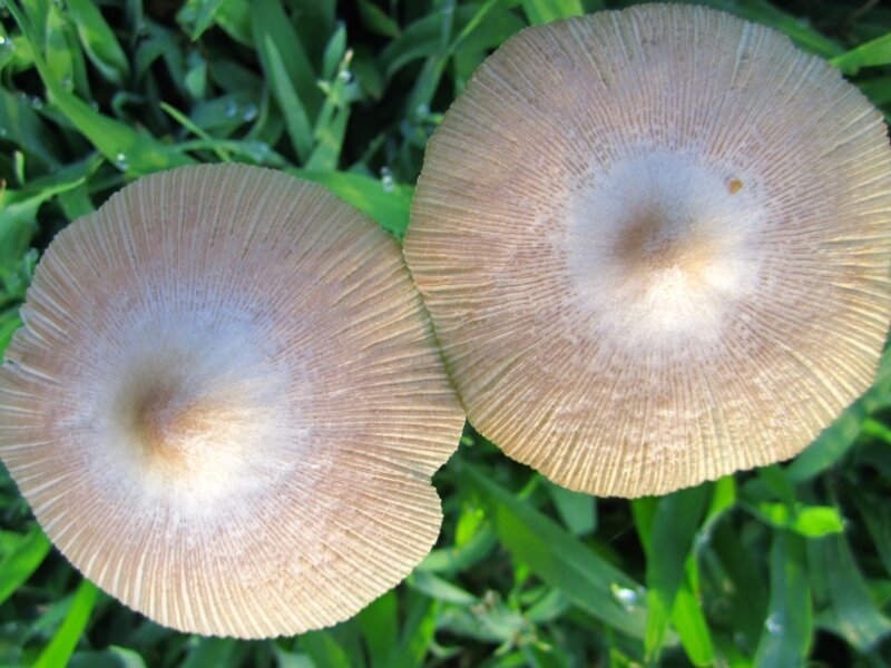 Pink Toadstools