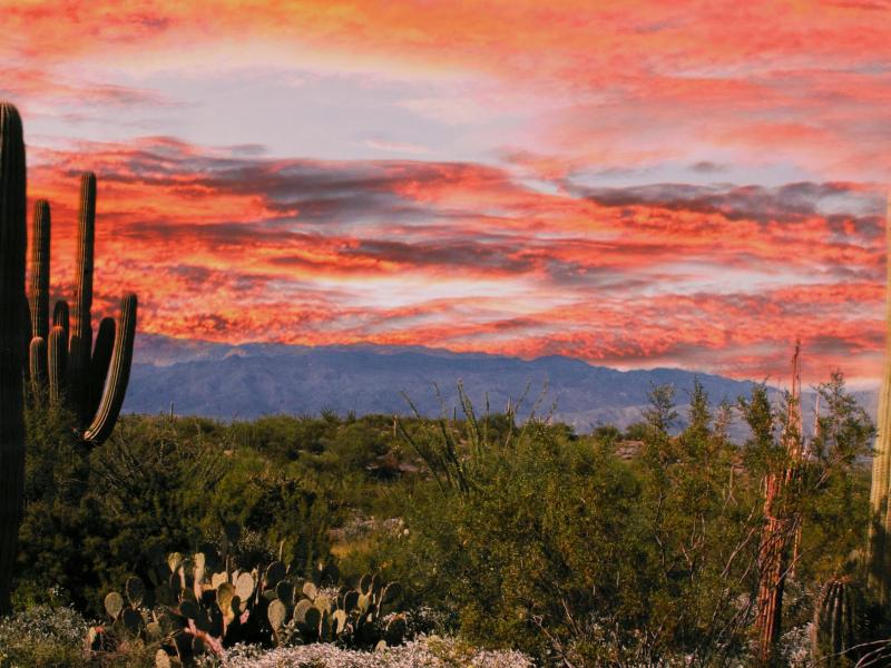 11 x14 metal print Tuscon saguaro