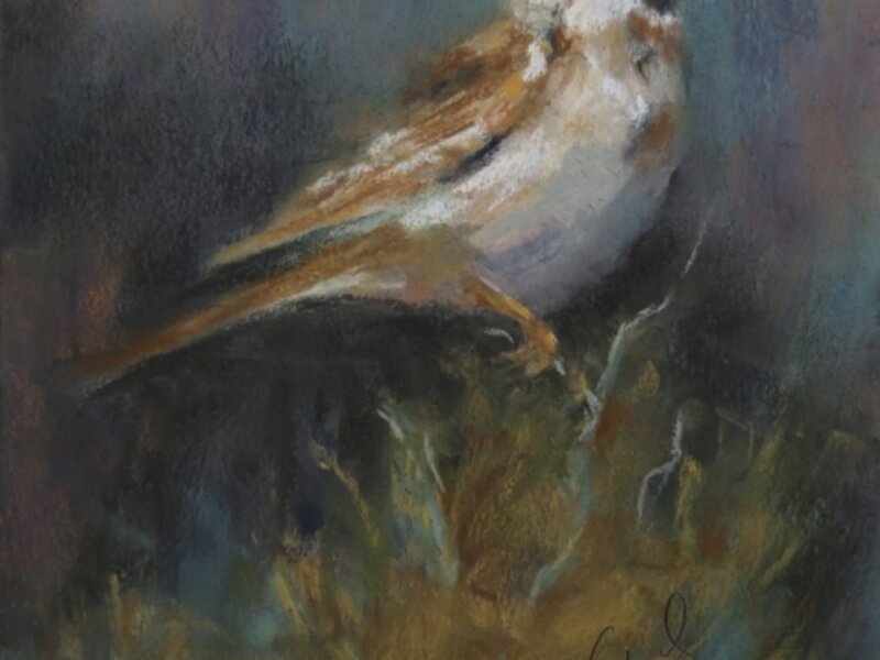 Twilight Serenade- Sage Sparrow Pastel Painting by Gail Watford 