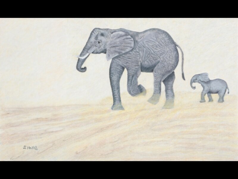 "Wait For Me" - Elephants