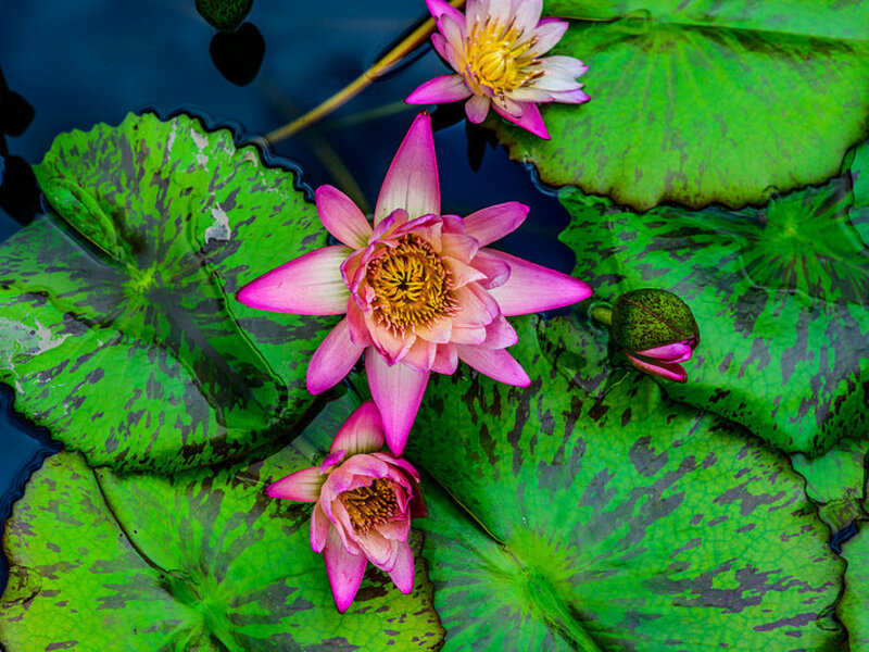 Water Lily