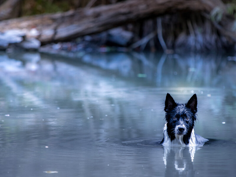 border collie in river