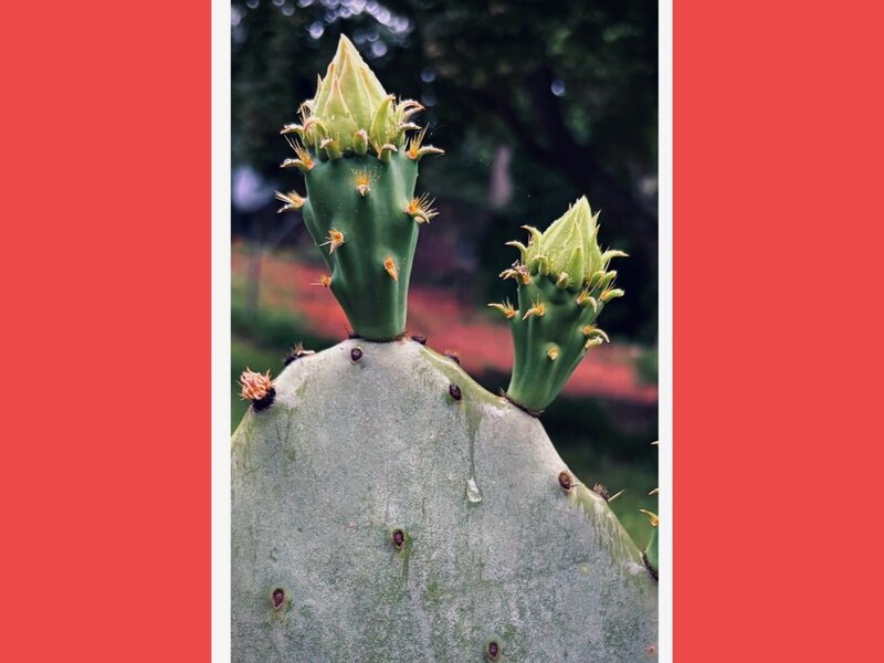 Photograph of cactus blossoms, May 1, 2025.