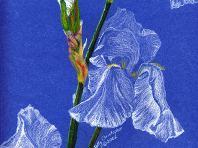 White Iris