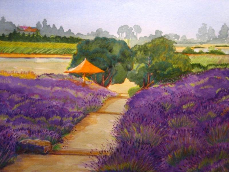 Wine Country Lavender