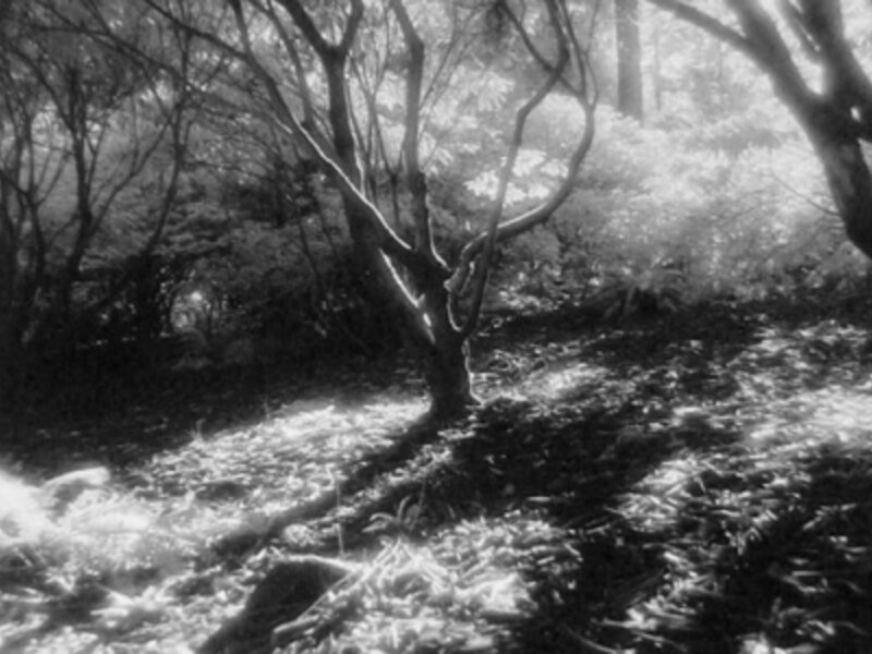 Winter Shadows